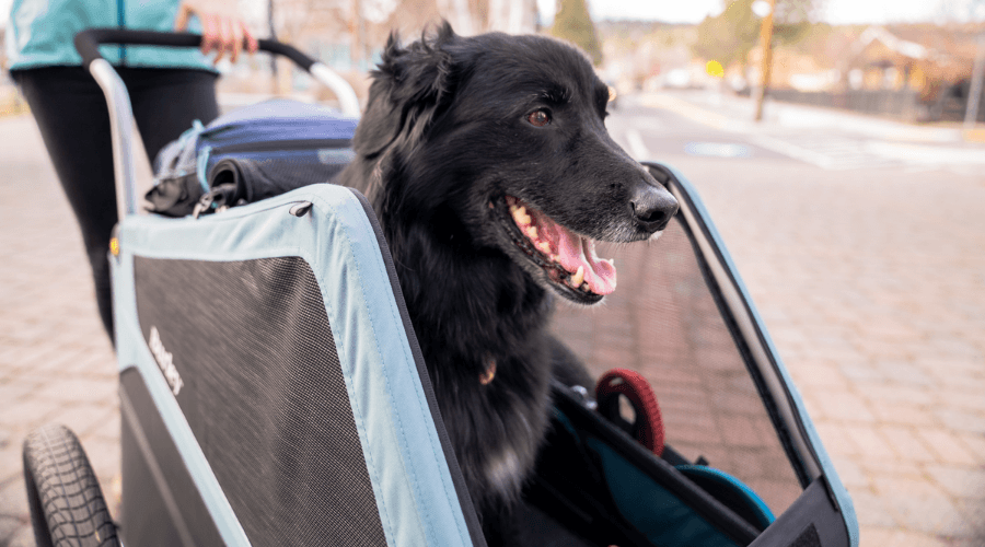 Burley Bark Ranger XL Burley Bark Ranger XL