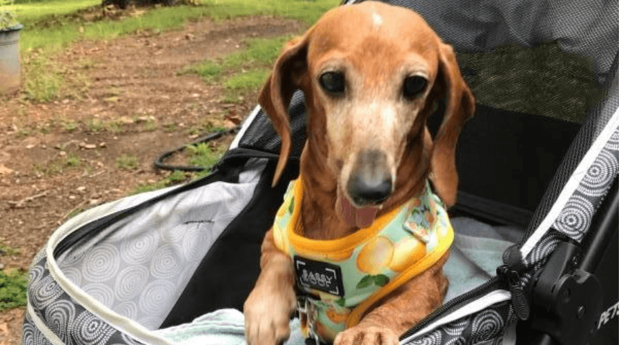 dachshund in Allure Dog Pram dachshund in Allure Dog Pram