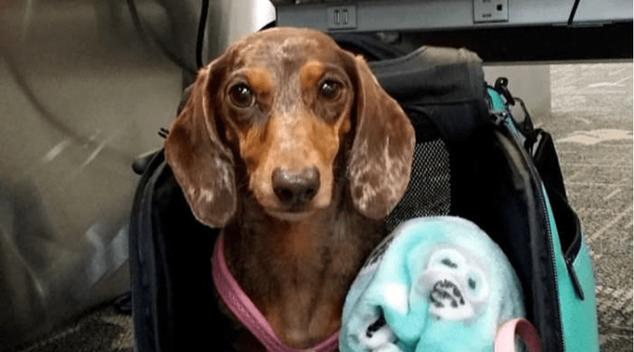 Dachshund in Sleepypod Carrier Dachshund in Sleepypod Carrier